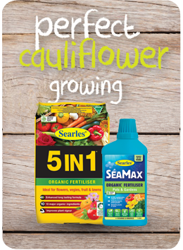 Searles Garden Products - Soil mix fertiliser plant food for growing cauliflower