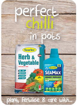 Searles Garden Products - Soil mix fertiliser plant food for growing chilli in pots