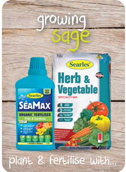 Growing and Planting Sage Herb