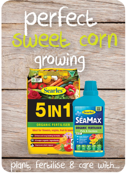Searles Garden Products - Soil mix fertiliser plant food for growing sweet corn