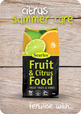 How to care for citrus in summer - fertilising citrus in summer