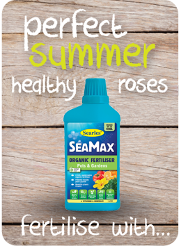 Summer rose care for healthy rose growing