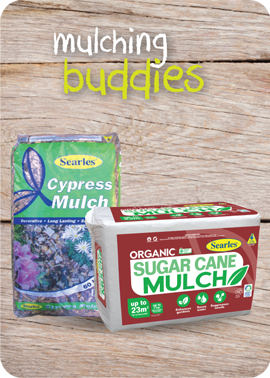 Mulch ideas - Cypress Bark & Sugar Cane Mulch
