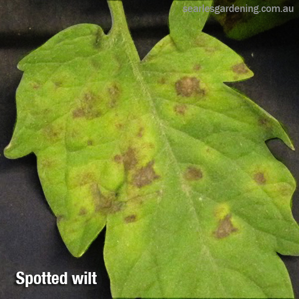 Tomato pest and diseases solutions Spoted Wilt