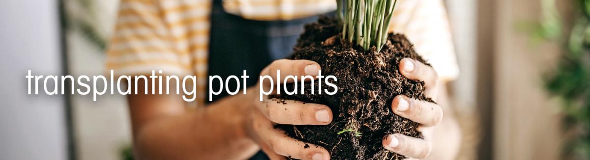 Transplanting pot plants - reduce transplant shock