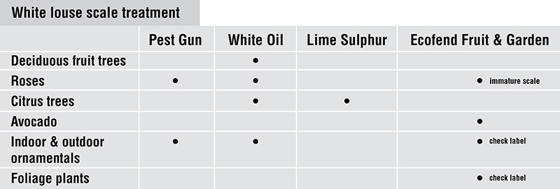 Treatment for white louse scale in Australia