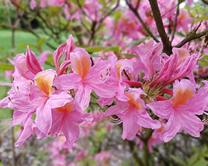 Iron deficiency on azaleas