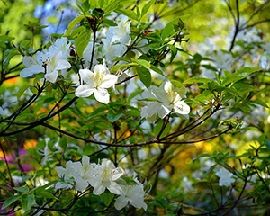 Azalea lace bug treatment