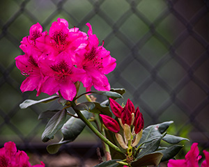 How to grow azaleas