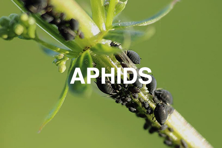 aphids