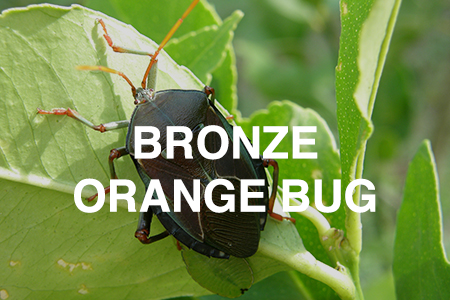 bronze orange bug