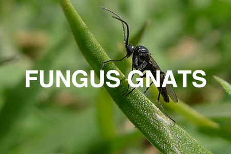 fungus gnats