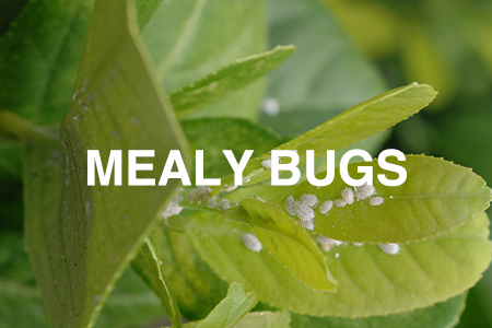 mealy bugs
