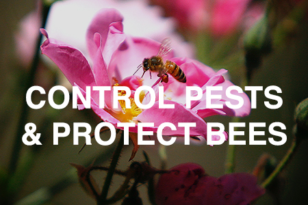 Control pests while protecting bees
