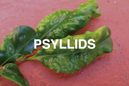 psyllids