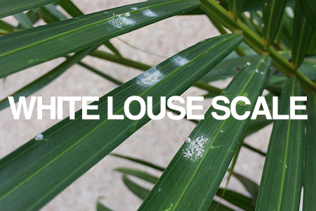 white louse scale