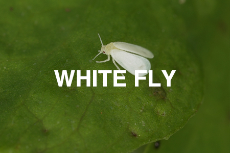 white flies