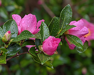 How to grow camellias