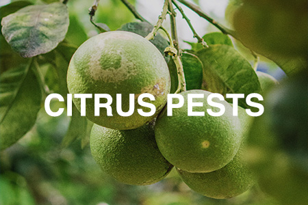 Citrus pests