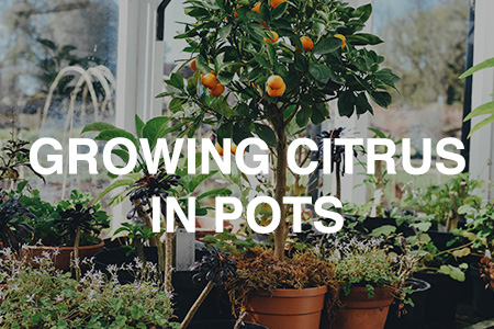 Growing citrus in pots