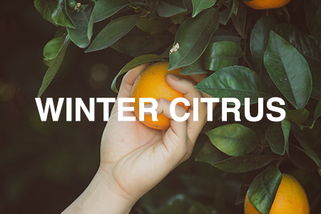 Citrus | Searles Gardening