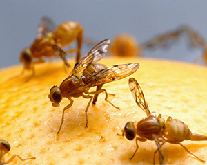 Fruit fly damage on citrus trees