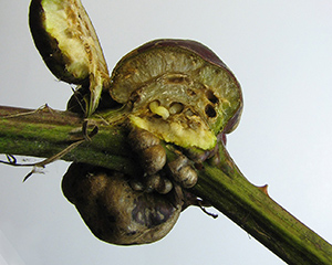 Control citrus gall wasp