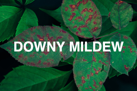 downy mildew