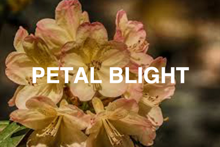 petal blight