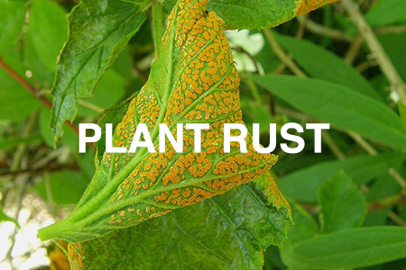 plant rust