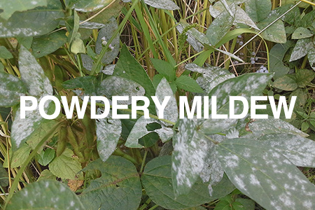 powdery mildew