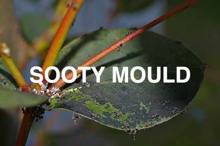 sooty mould