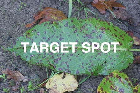 target spot
