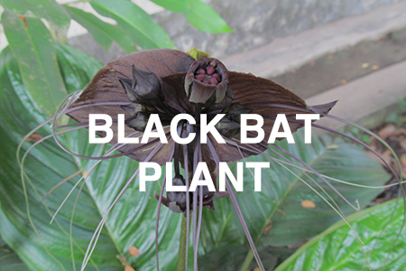 Black bat plant