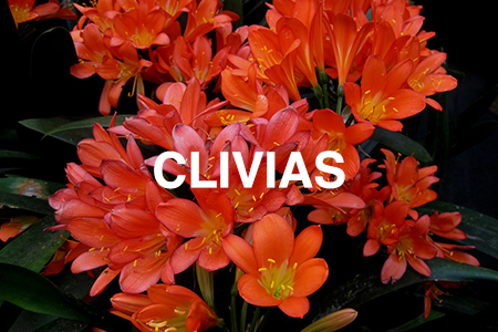 Clivias