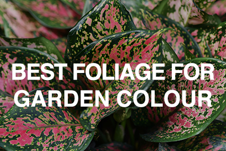 Best foliage for garden colour