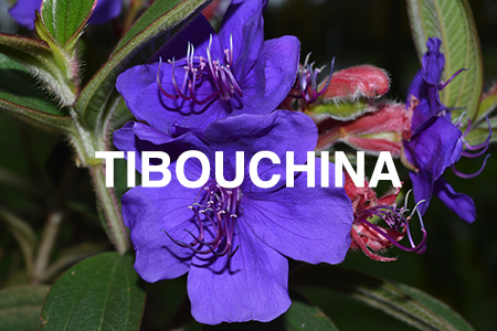 Tibouchina
