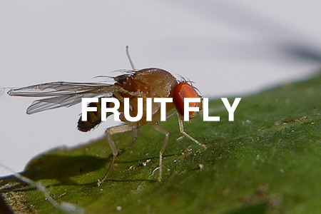 Fruit fly