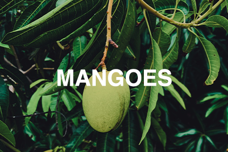 How to grow mangoes