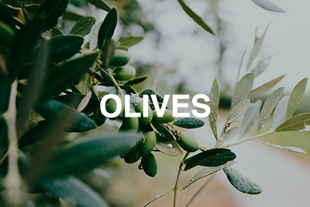 How to grow olives