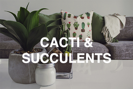 Cacti & succulents