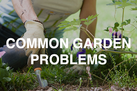 Common garden problems