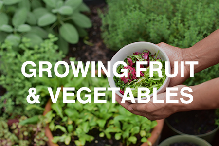 Growing fruit and vegetables