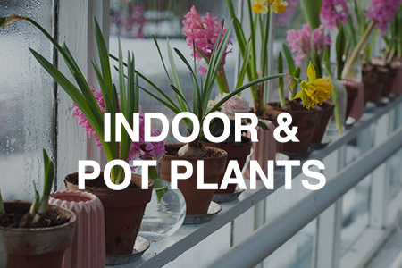Indoor & pot plants