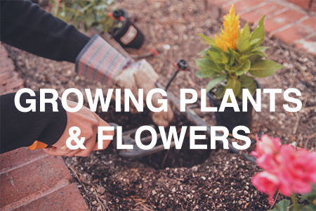 Growing plants and flowers