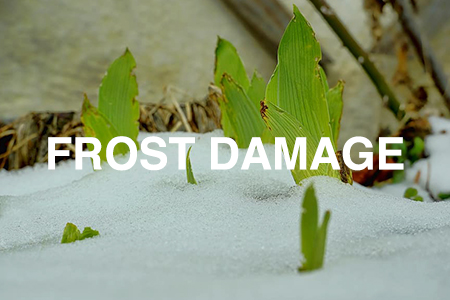 Frost damage