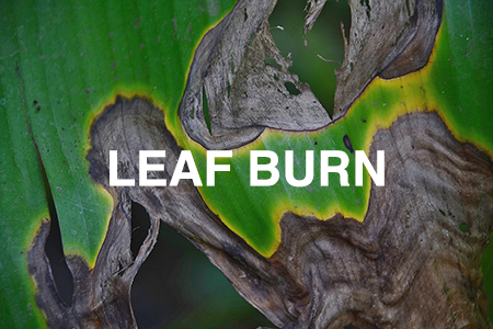 Leaf burn