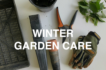 Winter gardening and care tips