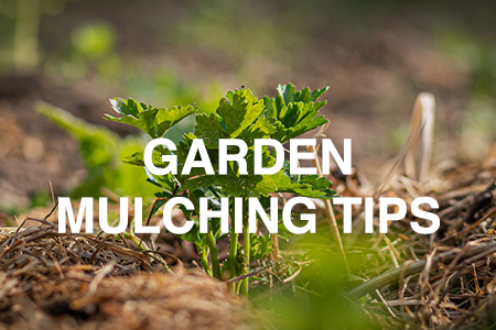 Garden mulching tips