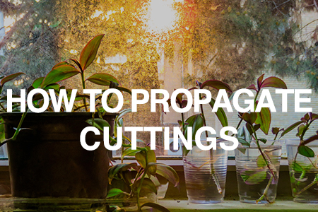 How to propagate cuttings
